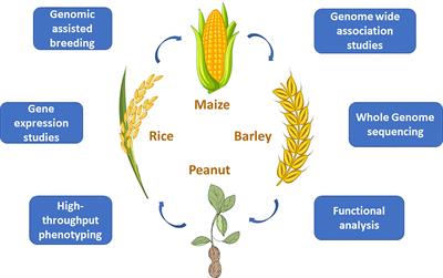 Editorial: Enhancing allele mining for crop improvement amid the emerging challenge of climate change